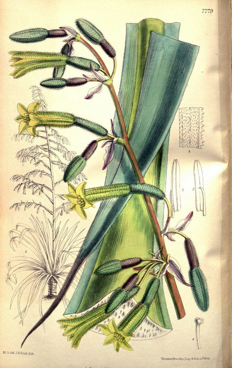 Curtis's botanical magazine. London ; New York [etc.] :Academic Press [etc.]. | "Botanical illustration" Botany Periodicals "Pictorial works" "Plants, Ornamental"  | Vintage Print Reproduction 451556