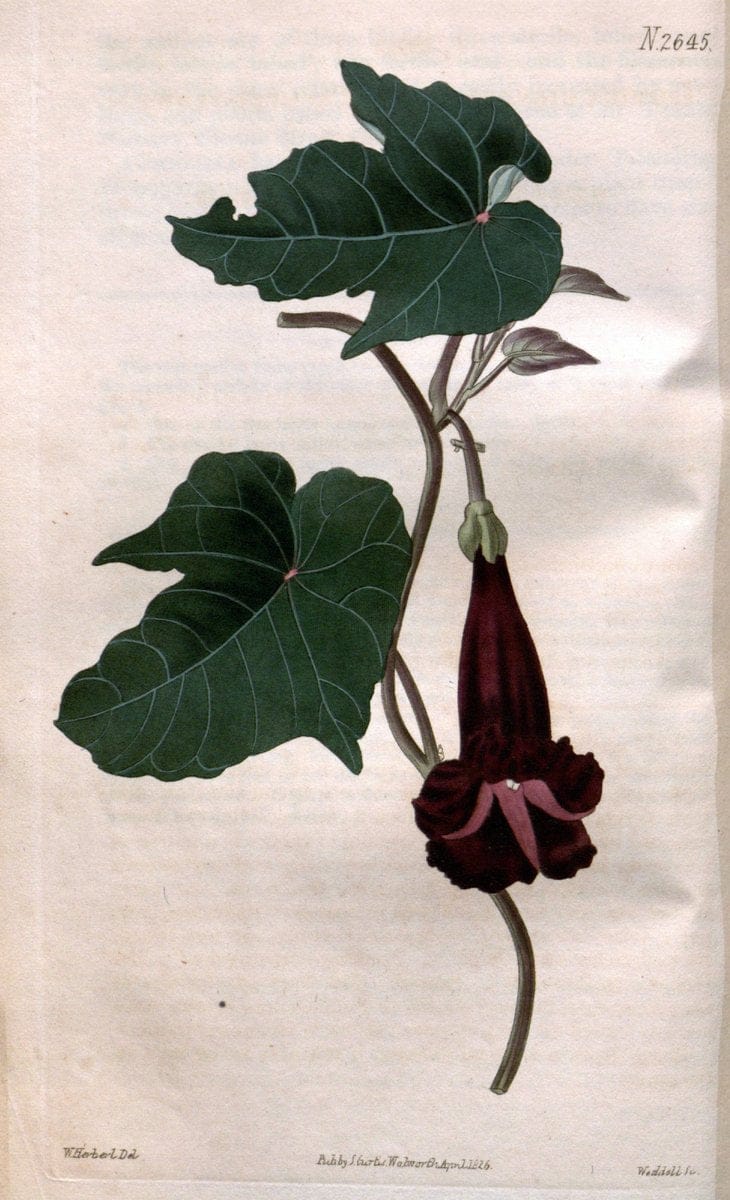 Curtis's botanical magazine. London ; New York [etc.] :Academic Press [etc.]. | "Botanical illustration" Botany Periodicals "Pictorial works" "Plants, Ornamental"  | Vintage Print Reproduction 451557