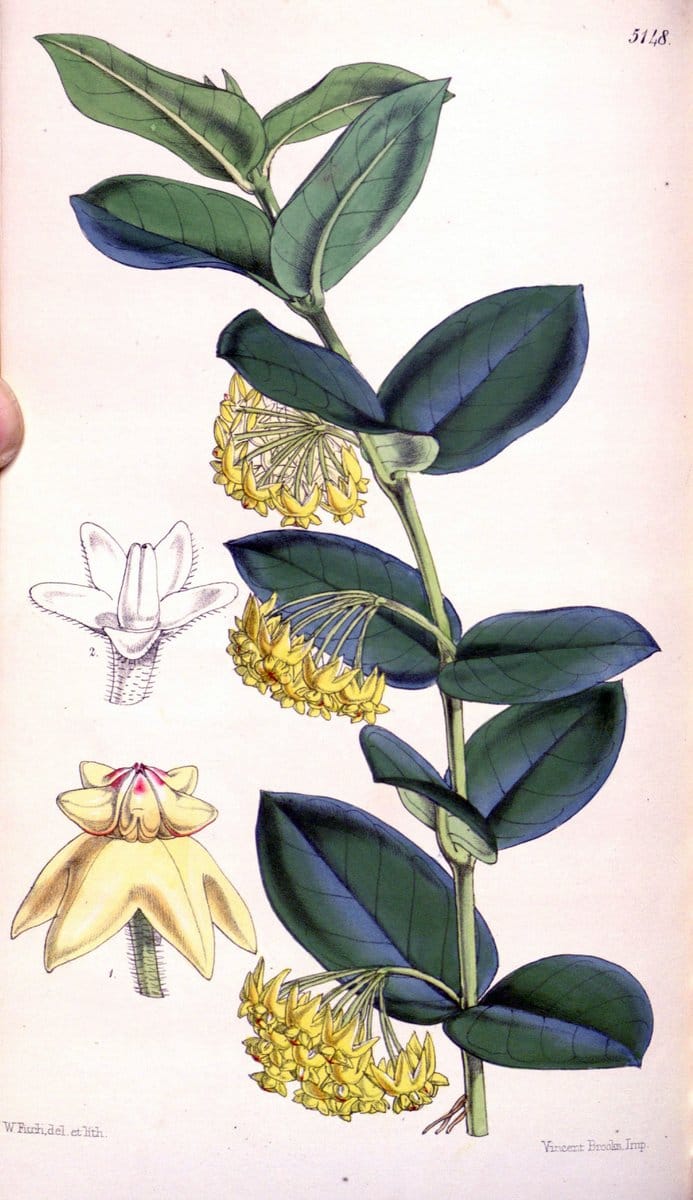 Curtis's botanical magazine. London ; New York [etc.] :Academic Press [etc.]. | "Botanical illustration" Botany Periodicals "Pictorial works" "Plants, Ornamental"  | Vintage Print Reproduction 451563