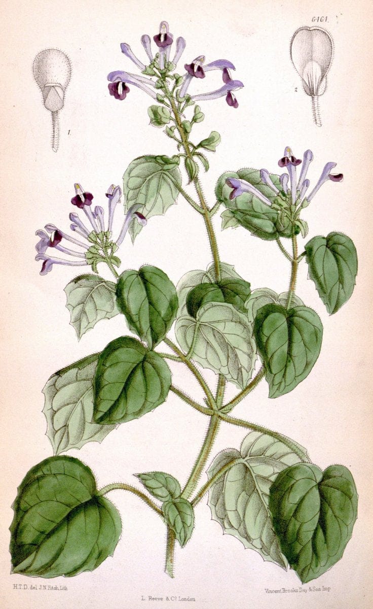 Curtis's botanical magazine. London ; New York [etc.] :Academic Press [etc.]. | "Botanical illustration" Botany Periodicals "Pictorial works" "Plants, Ornamental"  | Vintage Print Reproduction 451564