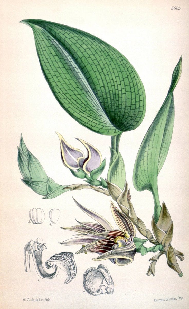 Curtis's botanical magazine. London ; New York [etc.] :Academic Press [etc.]. | "Botanical illustration" Botany Periodicals "Pictorial works" "Plants, Ornamental"  | Vintage Print Reproduction 451566