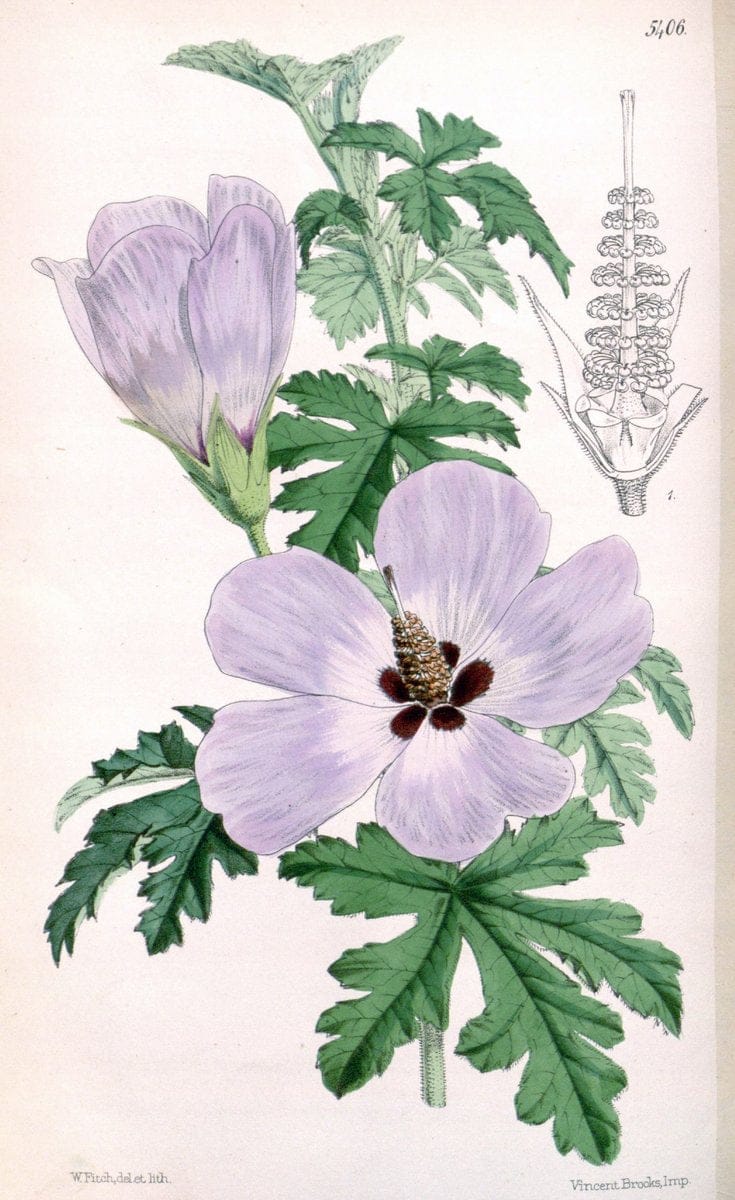 Curtis's botanical magazine. London ;New York [etc.] :Academic Press [etc.]. | Botany Periodicals "Pictorial works"  | Vintage Print Reproduction 451571