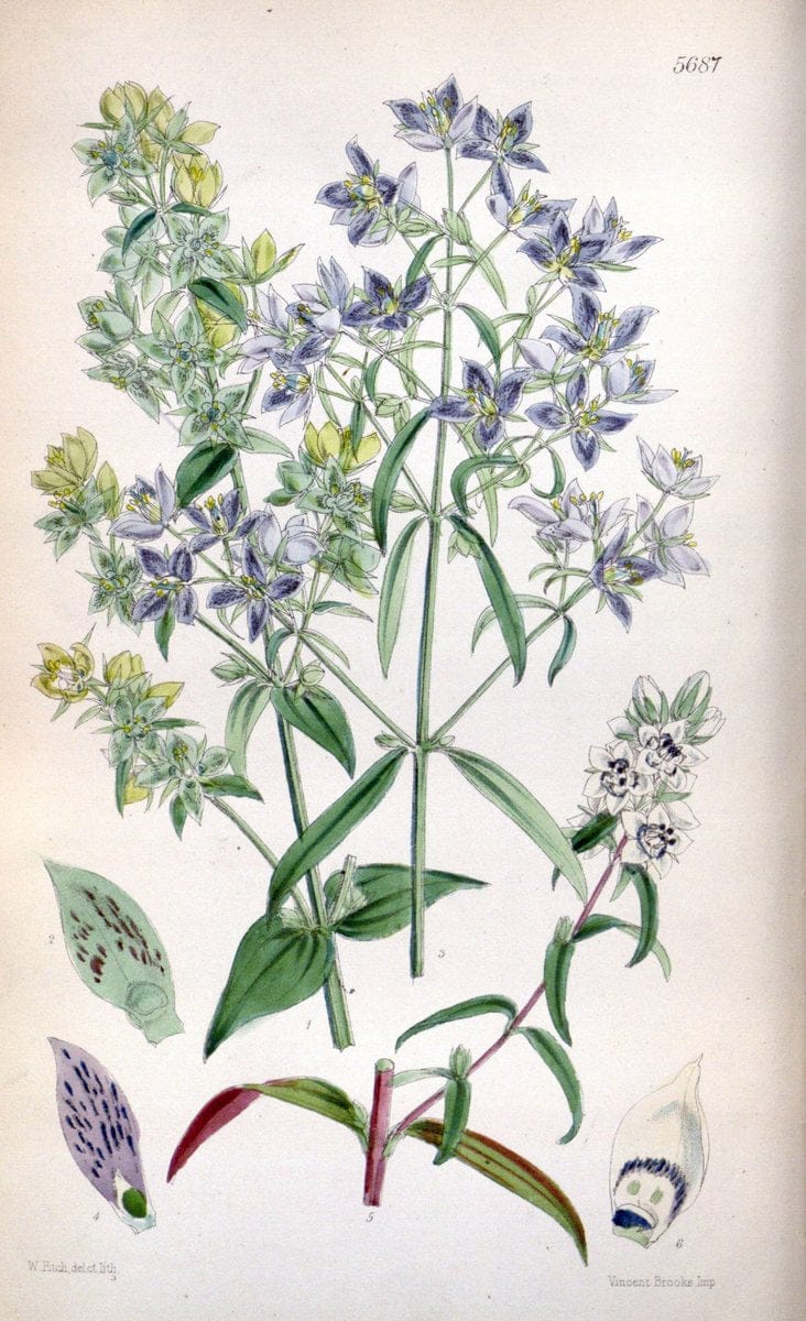 Curtis's botanical magazine. London ; New York [etc.] :Academic Press [etc.]. | "Botanical illustration" Botany Periodicals "Pictorial works" "Plants, Ornamental"  | Vintage Print Reproduction 451574