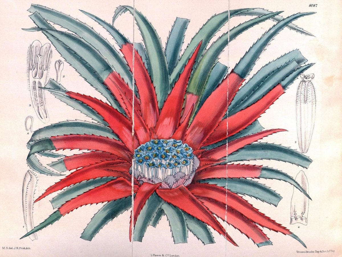 Curtis's botanical magazine. London ; New York [etc.] :Academic Press [etc.]. | "Botanical illustration" Botany Periodicals "Pictorial works" "Plants, Ornamental"  | Vintage Print Reproduction 451577