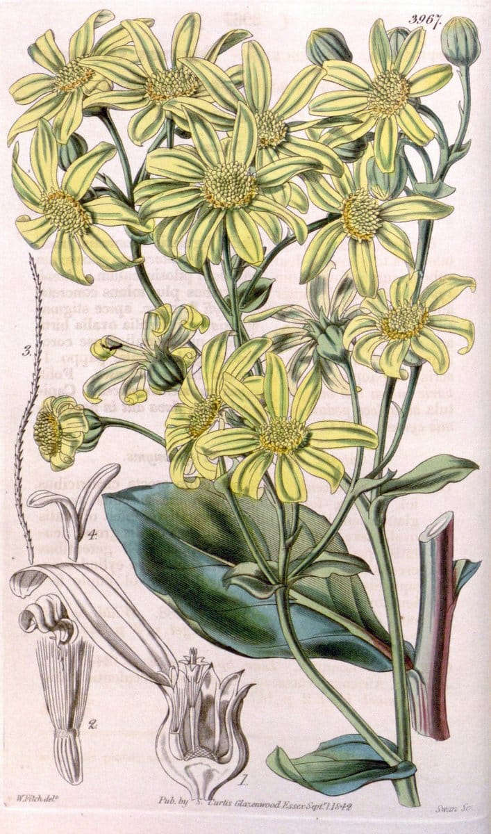 Curtis's botanical magazine. London ; New York [etc.] :Academic Press [etc.]. | "Botanical illustration" Botany Periodicals "Pictorial works" "Plants, Ornamental"  | Vintage Print Reproduction 451578