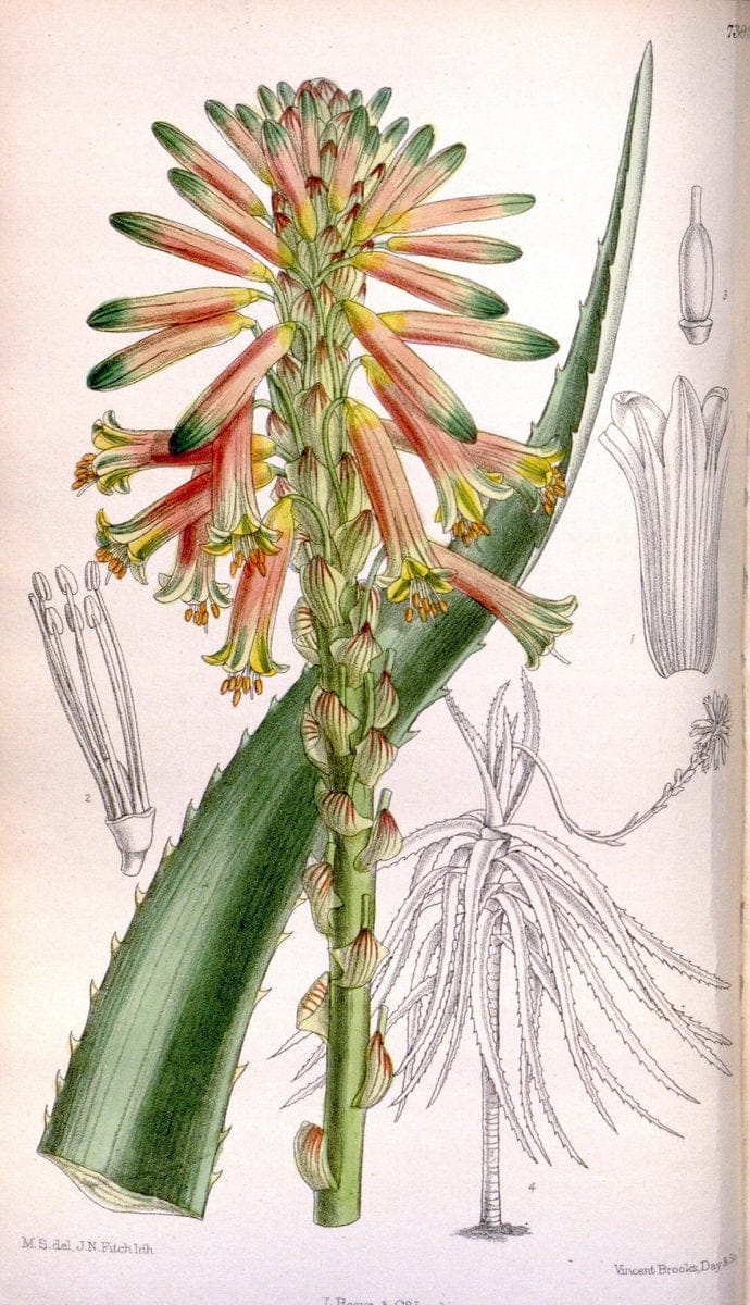 Curtis's botanical magazine. London ; New York [etc.] :Academic Press [etc.]. | "Botanical illustration" Botany Periodicals "Pictorial works" "Plants, Ornamental"  | Vintage Print Reproduction 451579