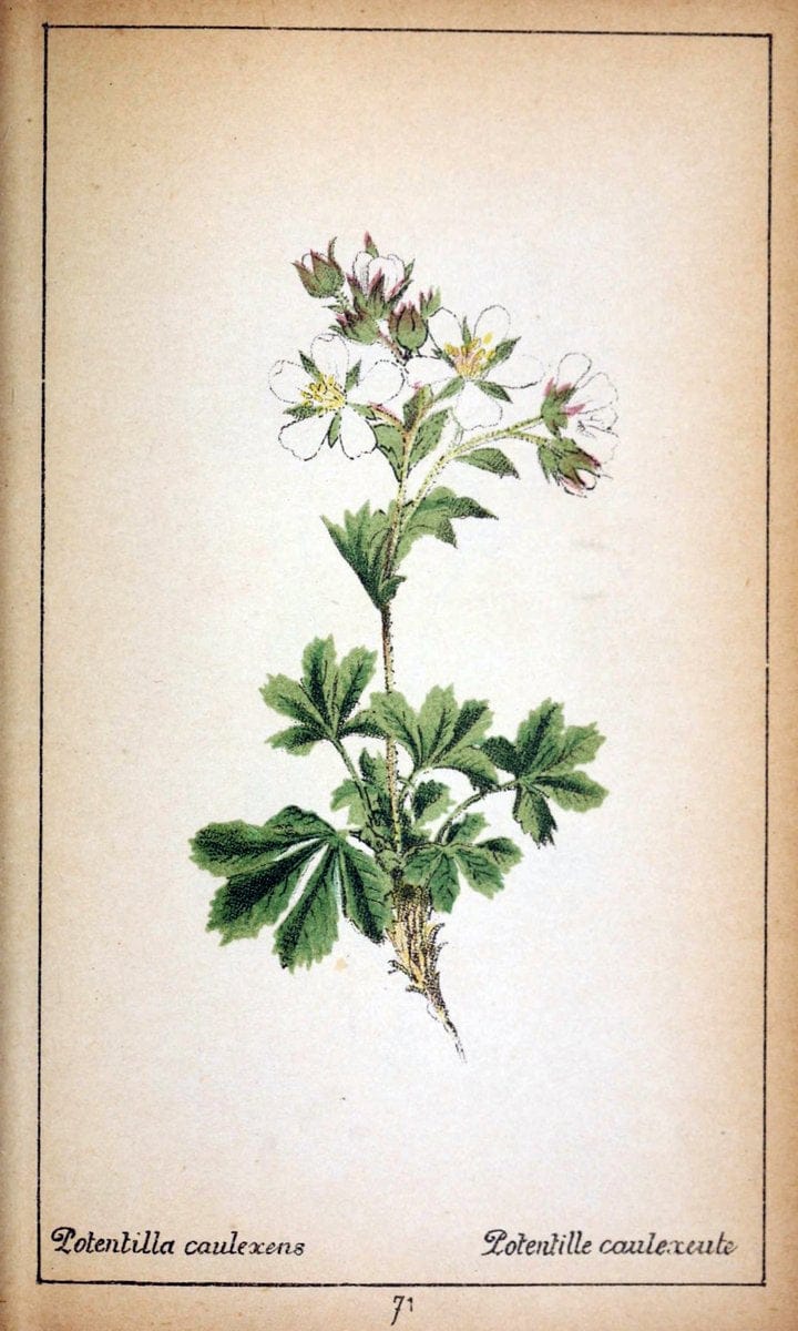Choix de plantes de l'Europe centrale et particuliÃ¨rement de la Suisse et de la SavoieGe | Europe Central "Pictorial works" Plants "Savoy (France and Italy)" Switzerland  | Vintage Reproduction 451580