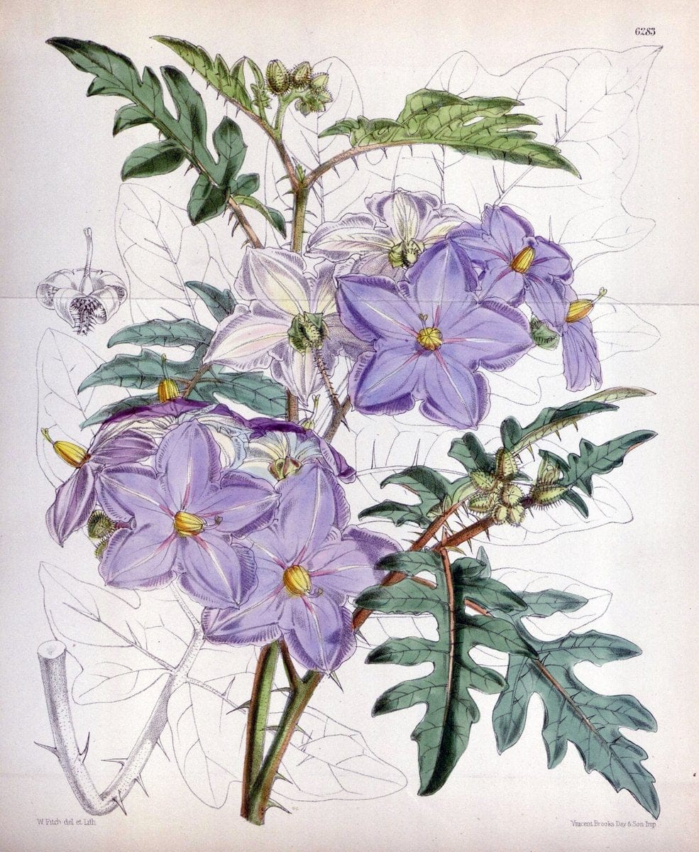 Curtis's botanical magazine. London ; New York [etc.] :Academic Press [etc.]. | "Botanical illustration" Botany Periodicals "Pictorial works" "Plants, Ornamental"  | Vintage Print Reproduction 451582