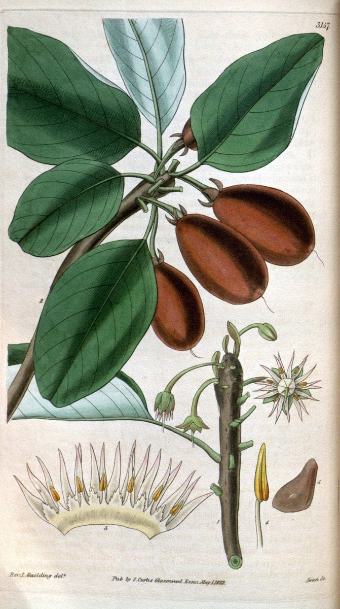 Curtis's botanical magazine. London ; New York [etc.] :Academic Press [etc.]. | "Botanical illustration" Botany Periodicals "Pictorial works" "Plants, Ornamental"  | Vintage Print Reproduction 451585