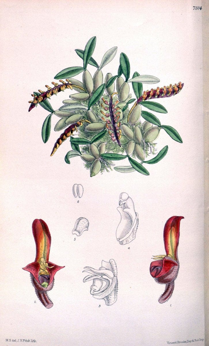 Curtis's botanical magazine. London ; New York [etc.] :Academic Press [etc.]. | "Botanical illustration" Botany Periodicals "Pictorial works" "Plants, Ornamental"  | Vintage Print Reproduction 451588