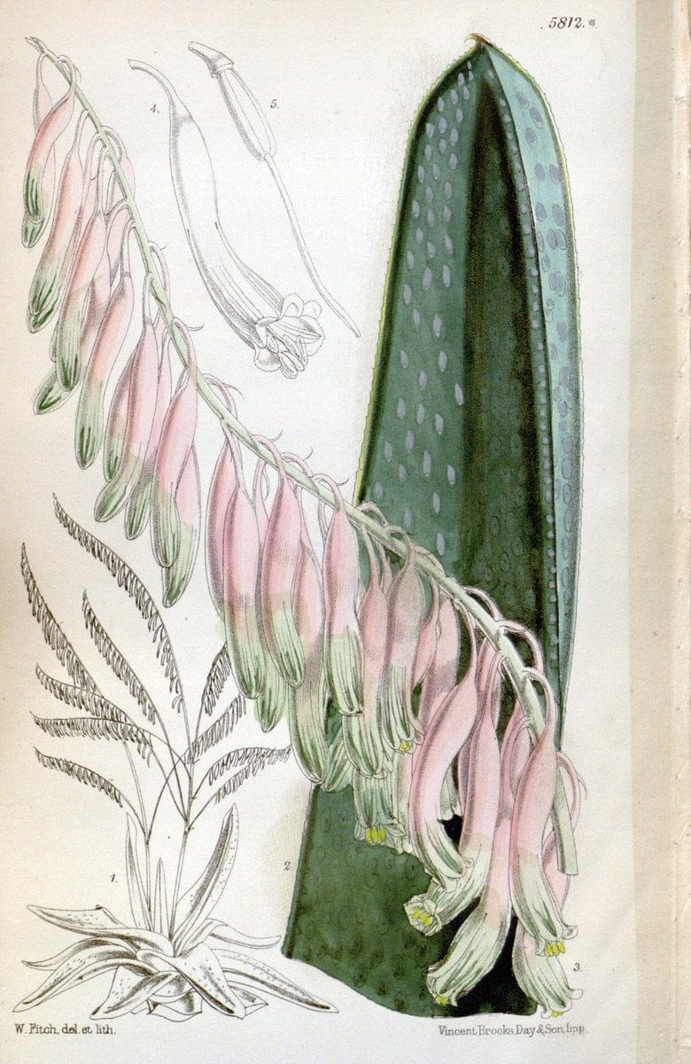 Curtis's botanical magazine. London ; New York [etc.] :Academic Press [etc.]. | "Botanical illustration" Botany Periodicals "Pictorial works" "Plants, Ornamental"  | Vintage Print Reproduction 451590