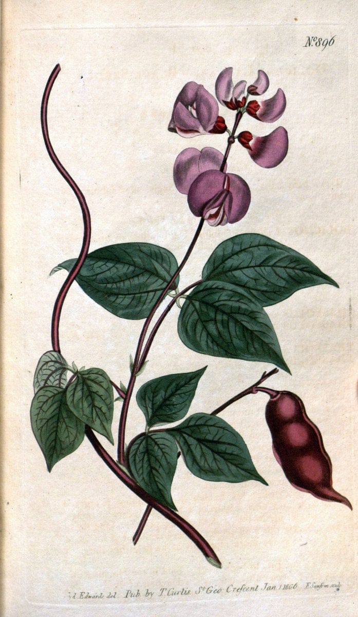 Curtis's botanical magazine. London ;New York [etc.] :Academic Press [etc.]. | Botany Periodicals "Pictorial works"  | Vintage Print Reproduction 451593
