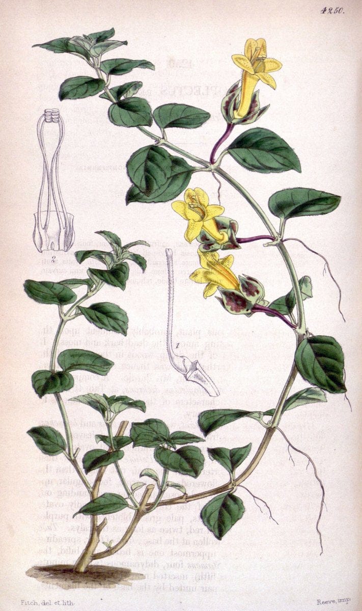 Curtis's botanical magazine. London ;New York [etc.] :Academic Press [etc.]. | Botany Periodicals "Pictorial works"  | Vintage Print Reproduction 451596