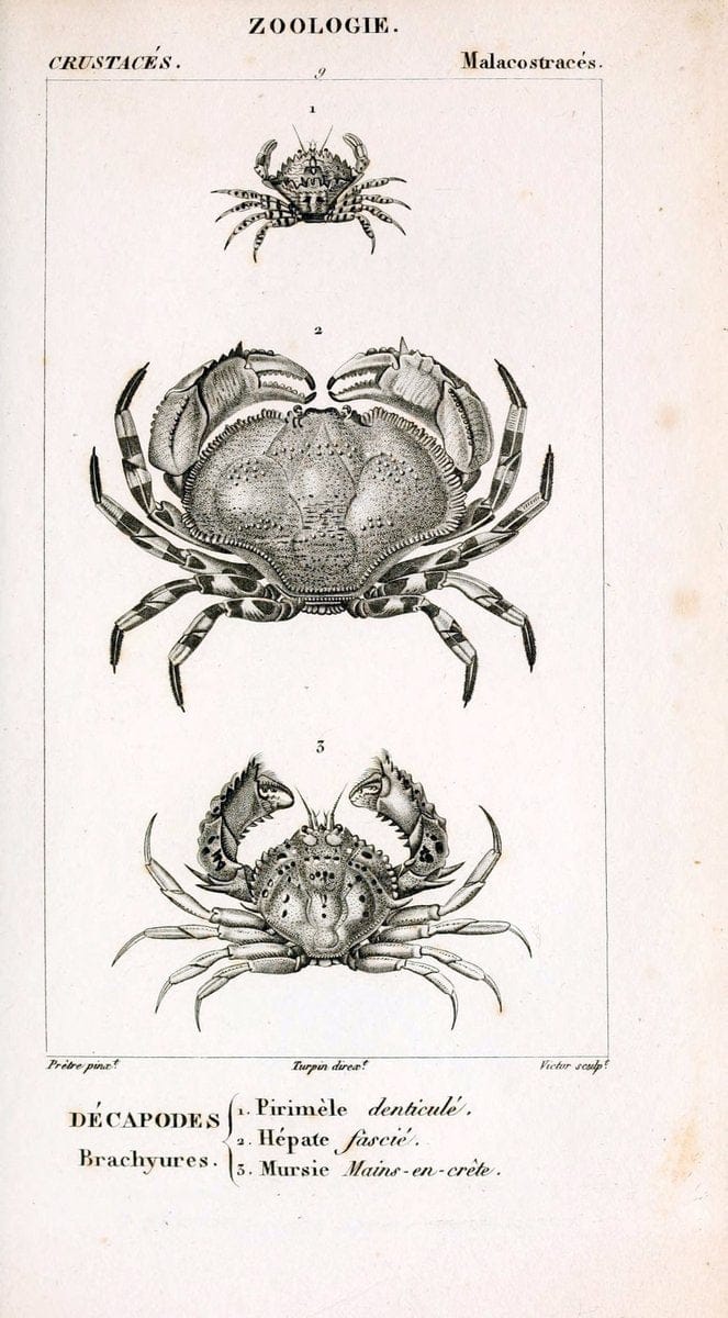 ConsidÃ©rations gÃ©nÃ©rales sur la classe des crustacÃ©s :.Paris :F.G. Levrault,1825.  | Crustacea France Zoology  | Vintage Print Reproduction 451599