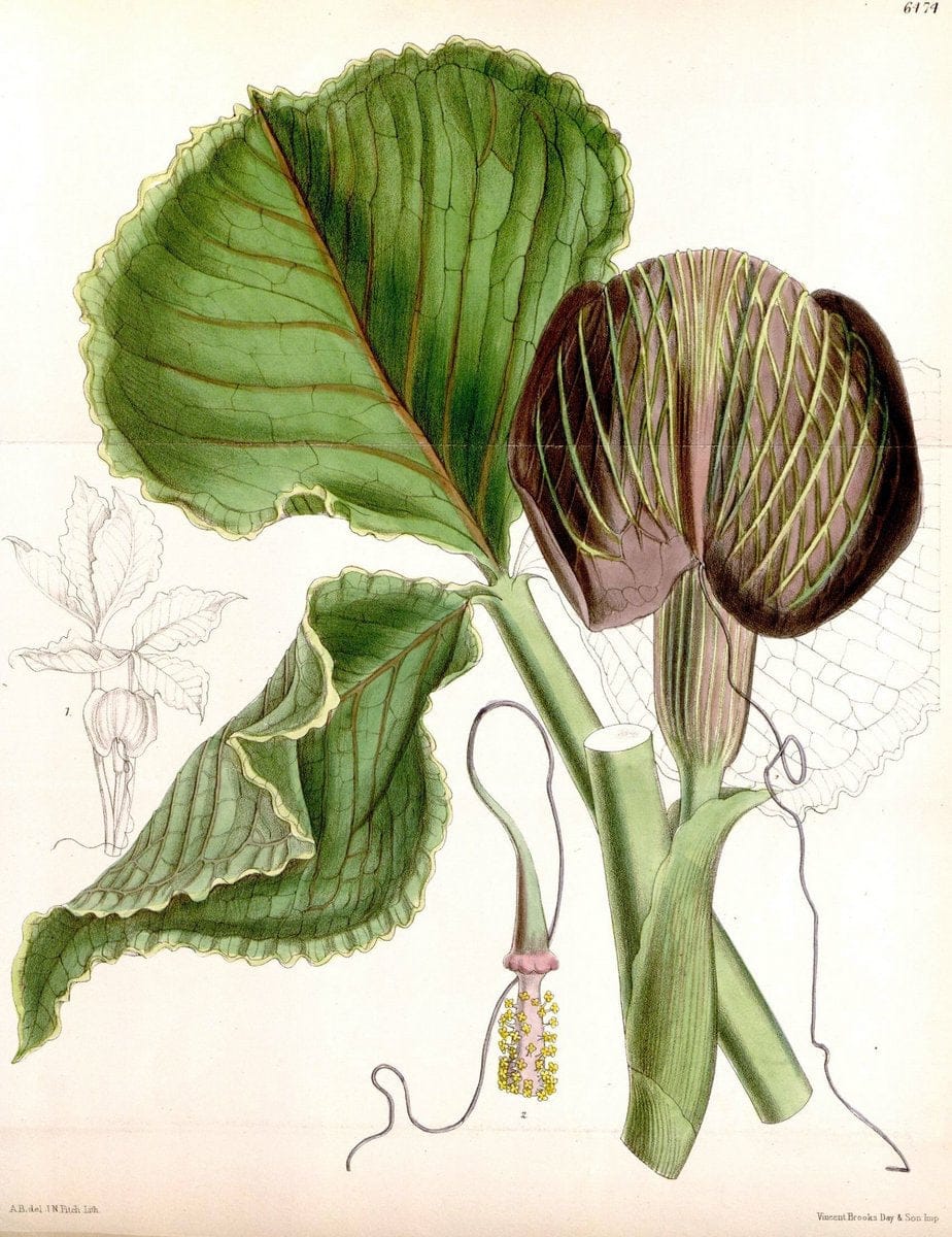 Curtis's botanical magazine. London ; New York [etc.] :Academic Press [etc.]. | "Botanical illustration" Botany Periodicals "Pictorial works" "Plants, Ornamental"  | Vintage Print Reproduction 451601