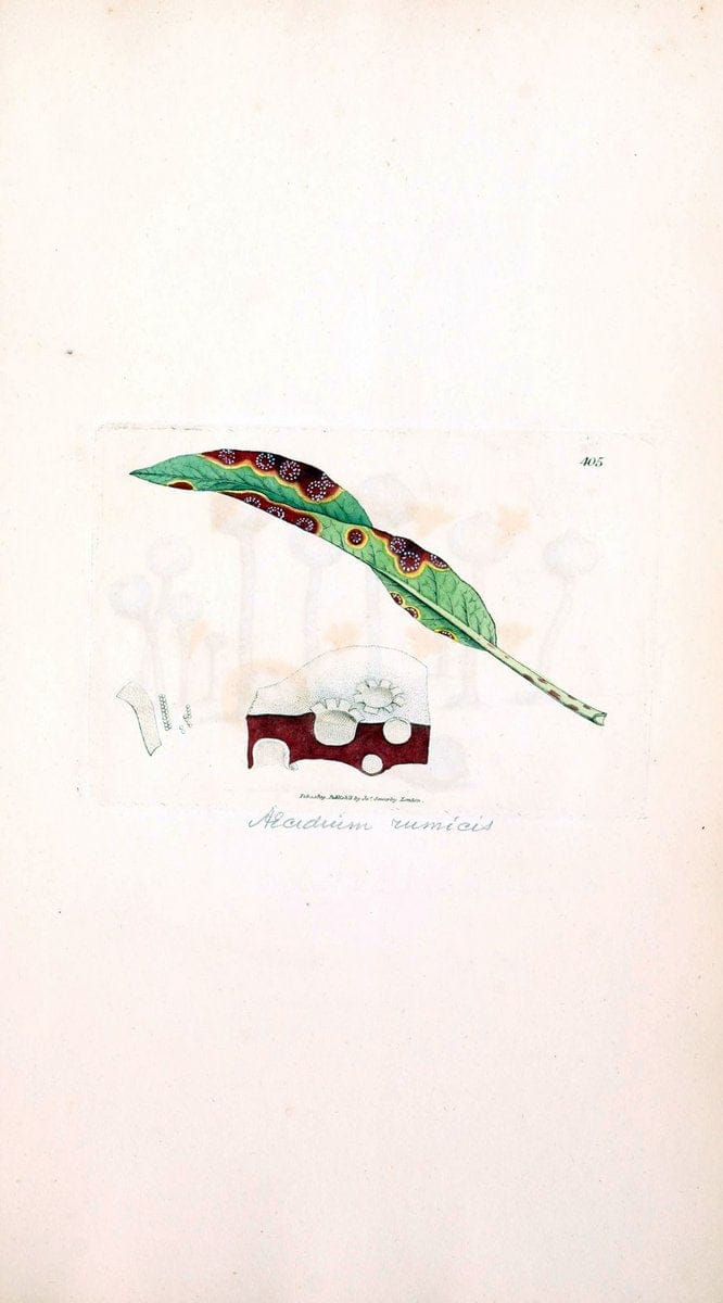 Coloured figures of English fungi or mushrooms. London,Printed by J. Davis,1797-[1809]. | England Mushrooms  | Vintage Print Reproduction 451606