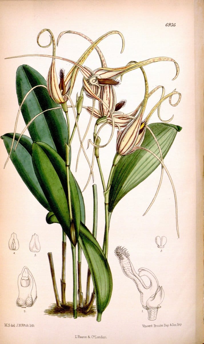 Curtis's botanical magazine. London ; New York [etc.] :Academic Press [etc.]. | "Botanical illustration" Botany Periodicals "Pictorial works" "Plants, Ornamental"  | Vintage Print Reproduction 451609