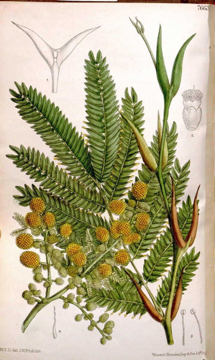 Curtis's botanical magazine. London ; New York [etc.] :Academic Press [etc.]. | "Botanical illustration" Botany Periodicals "Pictorial works" "Plants, Ornamental"  | Vintage Print Reproduction 451611