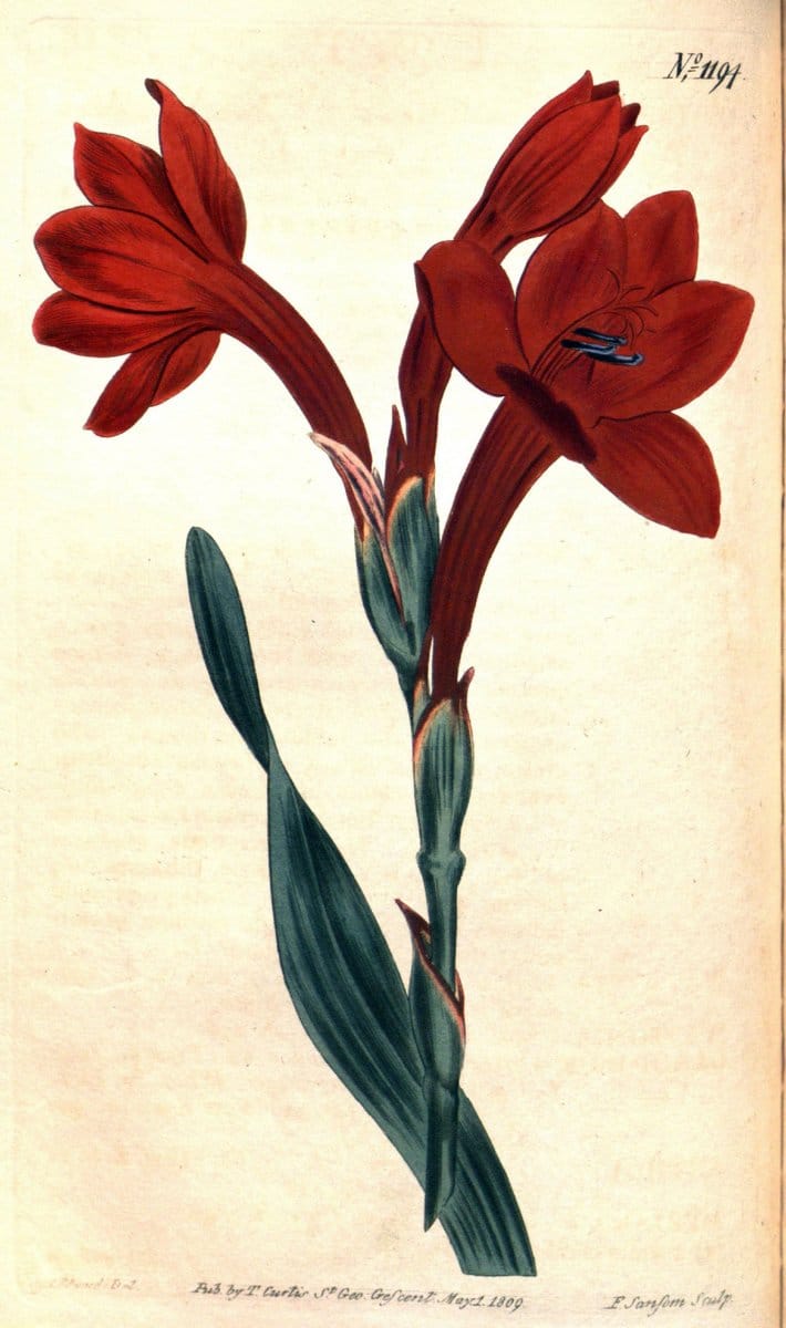 Curtis's botanical magazine. London ; New York [etc.] :Academic Press [etc.]. | "Botanical illustration" Botany Periodicals "Pictorial works" "Plants, Ornamental"  | Vintage Print Reproduction 451612