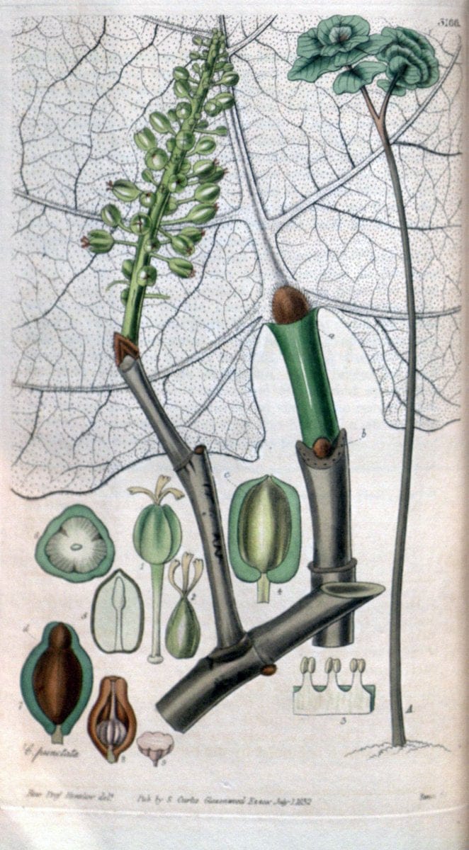 Curtis's botanical magazine. London ; New York [etc.] :Academic Press [etc.]. | "Botanical illustration" Botany Periodicals "Pictorial works" "Plants, Ornamental"  | Vintage Print Reproduction 451614