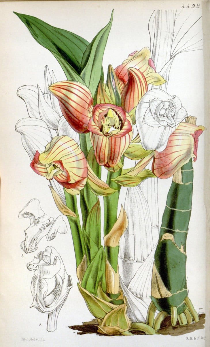 Curtis's botanical magazine. London ;New York [etc.] :Academic Press [etc.]. | Botany Periodicals "Pictorial works"  | Vintage Print Reproduction 451619