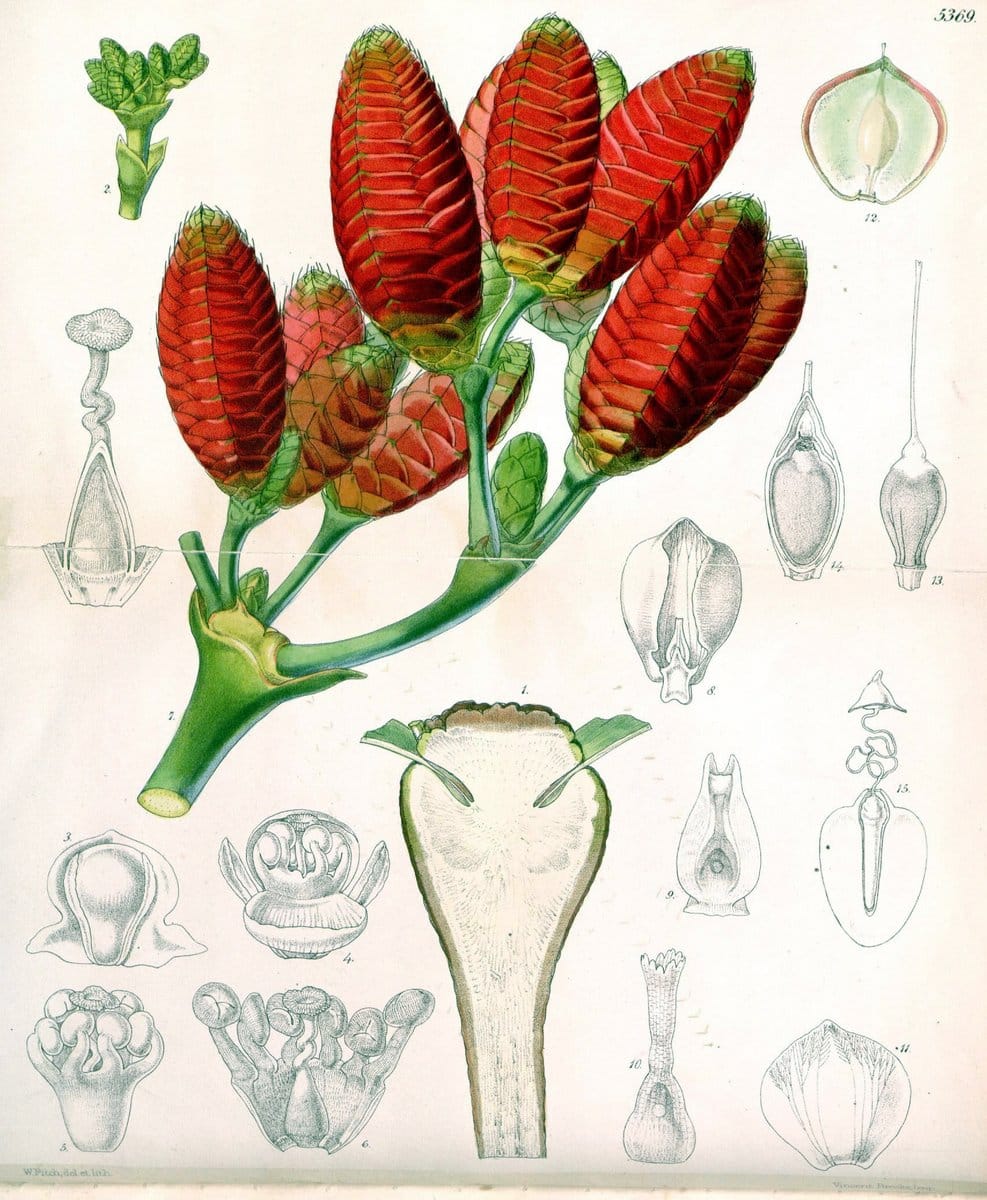 Curtis's botanical magazine. London ;New York [etc.] :Academic Press [etc.]. | Botany Periodicals "Pictorial works"  | Vintage Print Reproduction 451620