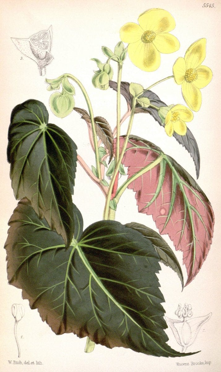 Curtis's botanical magazine. London ;New York [etc.] :Academic Press [etc.]. | Botany Periodicals "Pictorial works"  | Vintage Print Reproduction 451623