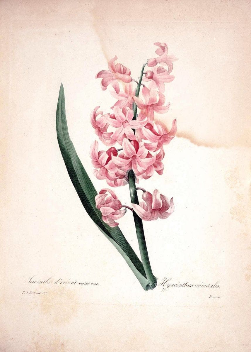 Choix des plus belles fleurs :.Paris:Ernest Panckoucke,[1833].. |  | Vintage Print Reproduction 451624