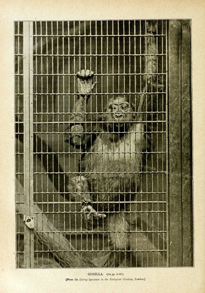 Cassell's natural history. London [etc]Cassell & Company, Limited,1896.  | "Animal behavior" Animals Nomenclature  | Vintage Print Reproduction 451626