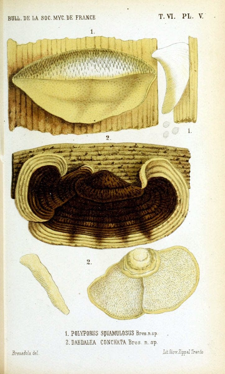 Dragable Image
