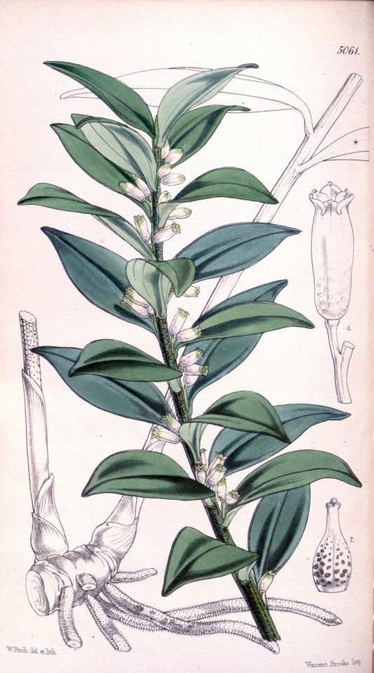 Curtis's botanical magazine. London ; New York [etc.] :Academic Press [etc.]. | "Botanical illustration" Botany Periodicals "Pictorial works" "Plants, Ornamental"  | Vintage Print Reproduction 451643