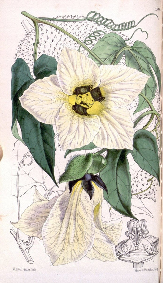 Curtis's botanical magazine. London ; New York [etc.] :Academic Press [etc.]. | "Botanical illustration" Botany Periodicals "Pictorial works" "Plants, Ornamental"  | Vintage Print Reproduction 451645