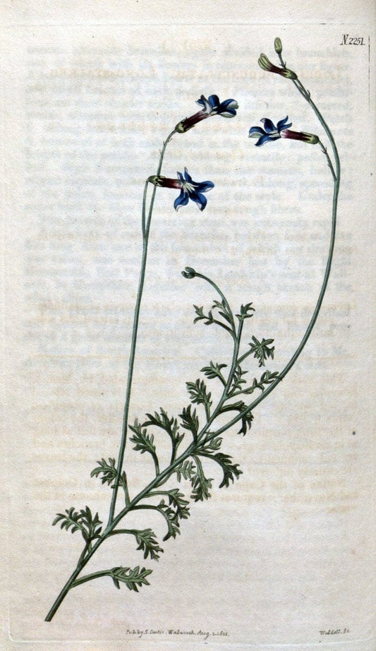 Curtis's botanical magazine. London ; New York [etc.] :Academic Press [etc.]. | "Botanical illustration" Botany Periodicals "Pictorial works" "Plants, Ornamental"  | Vintage Print Reproduction 451646