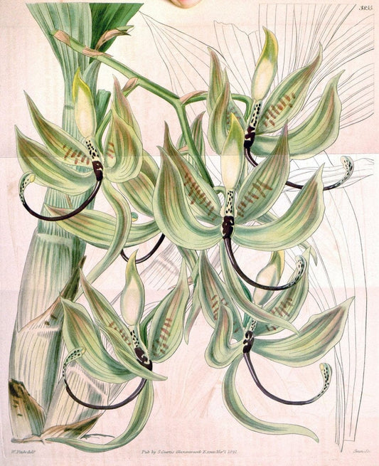 Curtis's botanical magazine. London ; New York [etc.] :Academic Press [etc.]. | "Botanical illustration" Botany Periodicals "Pictorial works" "Plants, Ornamental"  | Vintage Print Reproduction 451647