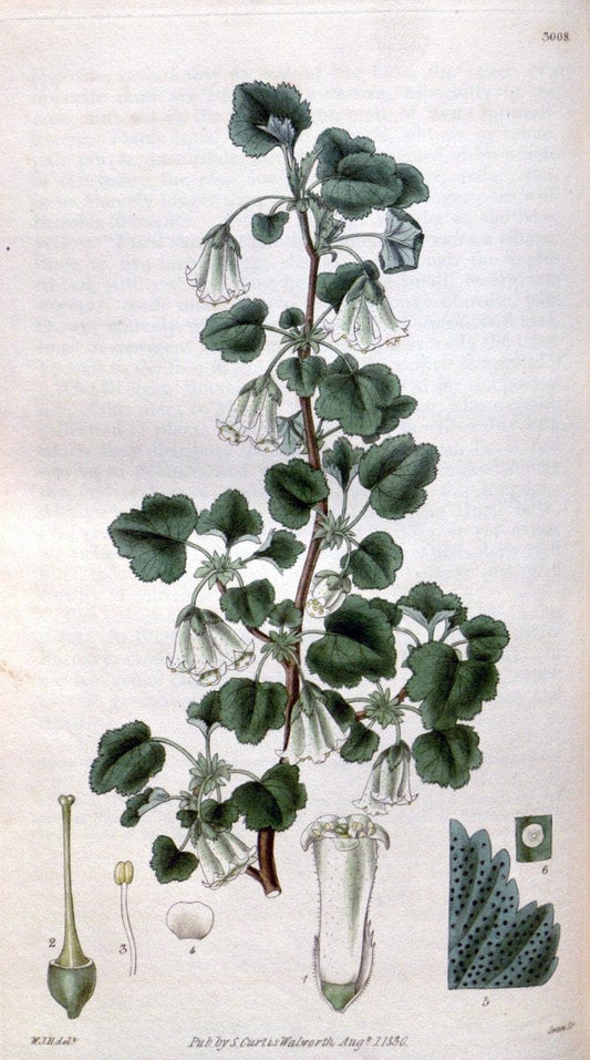 Curtis's botanical magazine. London ;New York [etc.] :Academic Press [etc.]. | Botany Periodicals "Pictorial works"  | Vintage Print Reproduction 451650