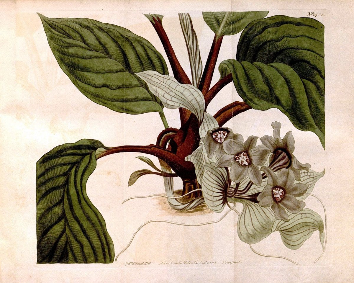 Curtis's botanical magazine. London ;New York [etc.] :Academic Press [etc.]. | Botany Periodicals "Pictorial works"  | Vintage Print Reproduction 451652