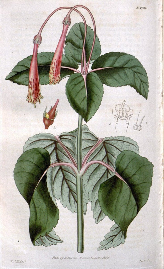 Curtis's botanical magazine. London ;New York [etc.] :Academic Press [etc.]. | Botany Periodicals "Pictorial works"  | Vintage Print Reproduction 451653