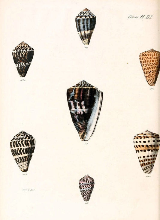 Conchologia iconica, or, Illustrations of the shells of molluscous animals. v.1London :Reeve, Brothers,1843-1878. | Mollusks "Pictorial works" Shells  | Vintage Print Reproduction 451654