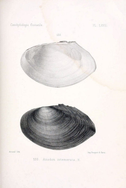 Conchyliologie fluviatile de la province de Nanking et de la Chine centrale /.Paris :Savy,[1875-1885]. | China Mollusks "Nanjing (Jiangsu Sheng)"  | Vintage Print Reproduction 451655