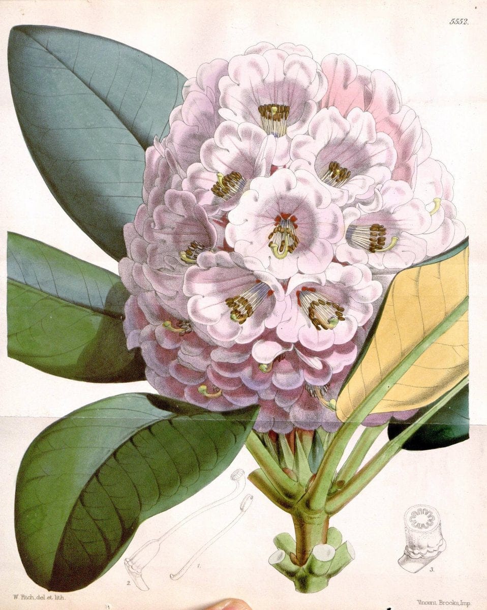 Curtis's botanical magazine. London ; New York [etc.] :Academic Press [etc.]. | "Botanical illustration" Botany Periodicals "Pictorial works" "Plants, Ornamental"  | Vintage Print Reproduction 451656