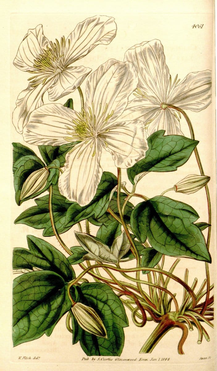 Curtis's botanical magazine. London ; New York [etc.] :Academic Press [etc.]. | "Botanical illustration" Botany Periodicals "Pictorial works" "Plants, Ornamental"  | Vintage Print Reproduction 451657