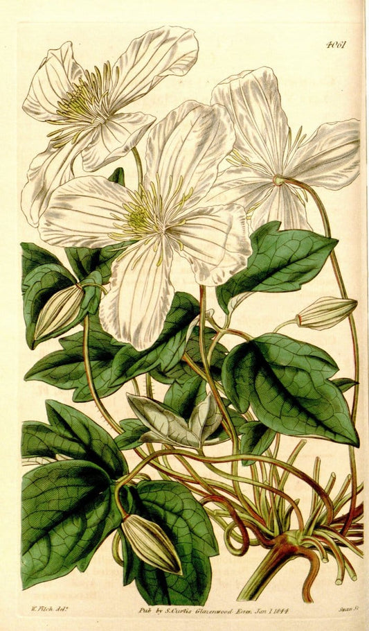 Curtis's botanical magazine. London ; New York [etc.] :Academic Press [etc.]. | "Botanical illustration" Botany Periodicals "Pictorial works" "Plants, Ornamental"  | Vintage Print Reproduction 451657