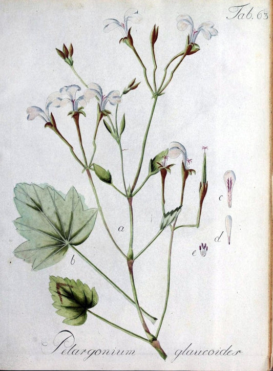 Collectio plantarum tam exoticarum, quam indigenarum, cum delineatione, descriptione cul | Botany | Vintage Print Reproduction 451658