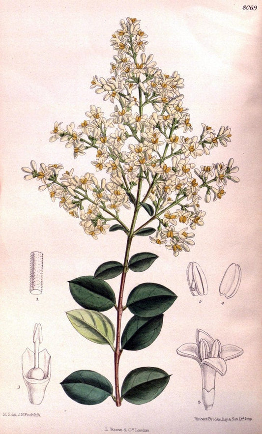 Curtis's botanical magazine. London ; New York [etc.] :Academic Press [etc.]. | "Botanical illustration" Botany Periodicals "Pictorial works" "Plants, Ornamental"  | Vintage Print Reproduction 451659