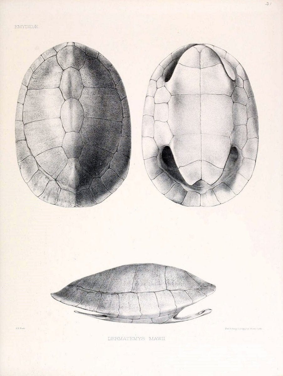 Catalogue of shield reptiles in the collection of the British Museum /.London :Printed by order of the Trustees,1855-1872.  | Vintage Print Reproduction 451661