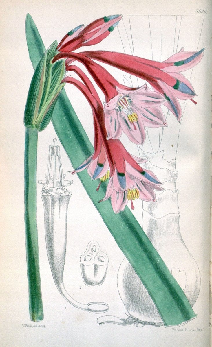 Curtis's botanical magazine. London ; New York [etc.] :Academic Press [etc.]. | "Botanical illustration" Botany Periodicals "Pictorial works" "Plants, Ornamental"  | Vintage Print Reproduction 451695