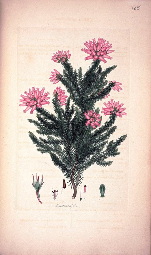 Coloured engravings of heaths :.London :Published by the Author. Printed by T. Bensley,1802-09 [1830]. |  | Vintage Print Reproduction 451698