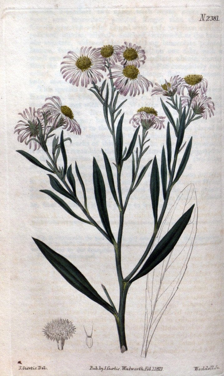 Curtis's botanical magazine. London ; New York [etc.] :Academic Press [etc.]. | "Botanical illustration" Botany Periodicals "Pictorial works" "Plants, Ornamental"  | Vintage Print Reproduction 451707