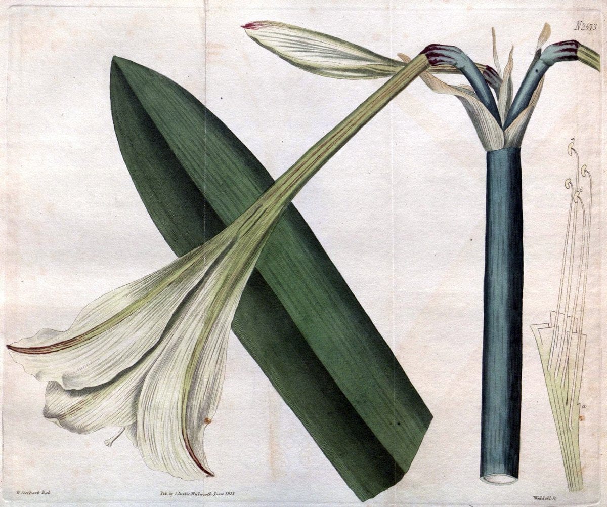 Curtis's botanical magazine. London ; New York [etc.] :Academic Press [etc.]. | "Botanical illustration" Botany Periodicals "Pictorial works" "Plants, Ornamental"  | Vintage Print Reproduction 451710