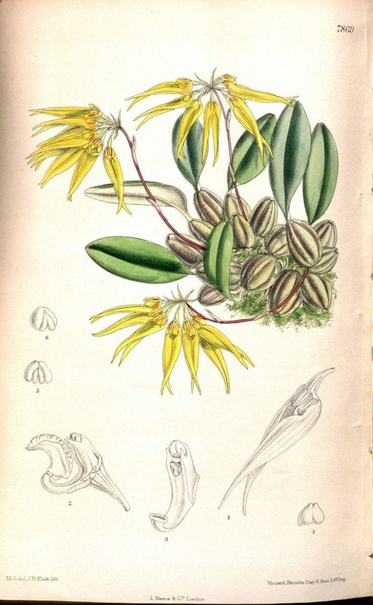 Curtis's botanical magazine. London ;New York [etc.] :Academic Press [etc.]. | Botany Periodicals "Pictorial works"  | Vintage Print Reproduction 451724